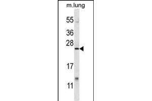 XBP1 Antibody (C-term) (ABIN656725 and ABIN2845950) western blot analysis in mouse lung tissue lysates (35 μg/lane).