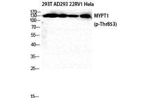 Western Blot (WB) analysis of 293T AD293 22RV1 HeLa cells using Phospho-MYPT1 (T853) Polyclonal Antibody. (PPP1R12A antibody  (pThr853))