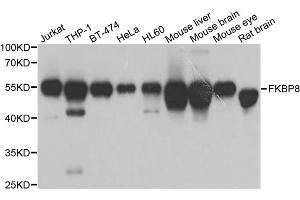 Western blot analysis of extracts of various cell lines, using FKBP8 antibody. (FKBP8 antibody)