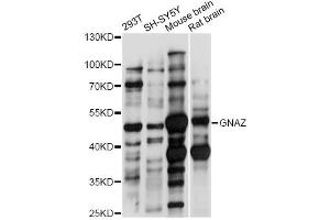 Western blot analysis of extracts of various cell lines, using GNAZ antibody (ABIN6293134) at 1:1000 dilution. (GNaZ antibody)