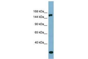 Image no. 1 for anti-Glutamyl-Prolyl-tRNA Synthetase (EPRS) (AA 971-1020) antibody (ABIN6741867)
