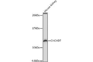 Western blot analysis of extracts of Mouse kidney, using CHCHD7 Rabbit pAb (ABIN7266450) at 1:1000 dilution.