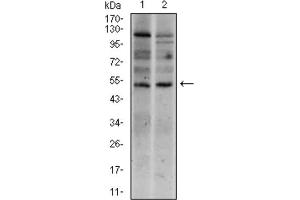 Western blot analysis using T antibody against HEK293 (1) and T (AA: 257-309) -hIgGFc transfected HEK293 (2) cell lysate. (T Antigen (AA 257-309) antibody)
