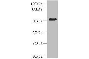 Western blot All lanes: ZNF212 antibody at 8 μg/mL + Mouse liver tissue Secondary Goat polyclonal to rabbit IgG at 1/10000 dilution Predicted band size: 56 kDa Observed band size: 56 kDa (ZNF212 antibody  (AA 1-495))