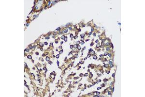 Immunohistochemistry of paraffin-embedded Rat testis using TEX101 Rabbit pAb (ABIN7270773) at dilution of 1:100 (40x lens). (TEX101 antibody)
