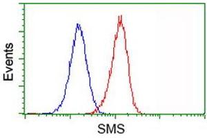 Image no. 3 for anti-Spermine Synthase, SMS (SMS) antibody (ABIN1501092) (SMS antibody)