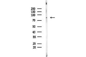 anti-Amine Oxidase, Copper Containing 2 (Retina-Specific) (AOC2) antibody
