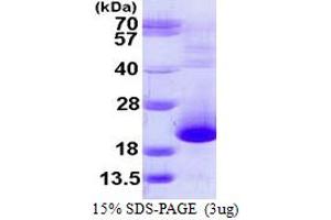 Prefoldin Subunit 5 (PFDN5) (AA 1-154) protein (His tag)
