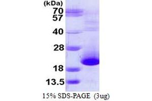SDS-PAGE (SDS) image for Prefoldin Subunit 5 (PFDN5) (AA 1-154) protein (His tag) (ABIN667517)