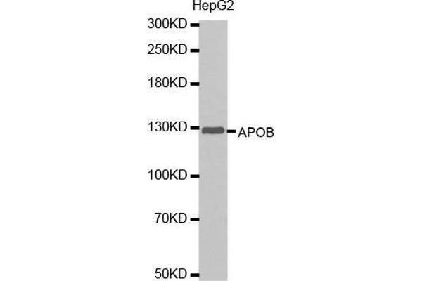 APOB 抗体  (AA 28-330)