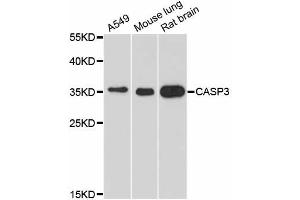 Western blot analysis of extracts of various cell lines, using CASP3 antibody. (Caspase 3 antibody)