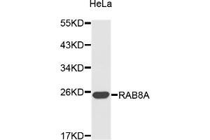 Western blot analysis of extracts of HeLa cells, using RAB8A antibody (ABIN3049334).