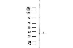 anti-THAP Domain Containing 7 (THAP7) antibody
