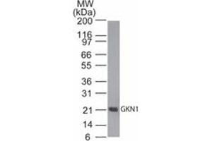 Image no. 1 for anti-Gastrokine 1 (GKN1) (AA 100-150) antibody (ABIN960186) (Gastrokine 1 antibody  (AA 100-150))