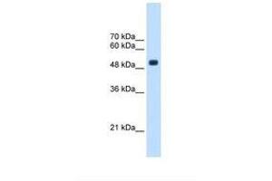 Image no. 1 for anti-tRNA Methyltransferase 2 Homolog B (TRMT2B) (AA 271-320) antibody (ABIN321542) (TRMT2B antibody  (AA 271-320))