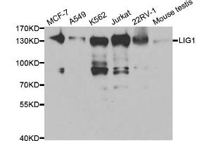 Western blot analysis of extracts of various cell lines, using LIG1 antibody. (LIG1 antibody)