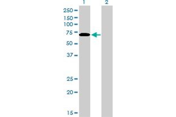 CDKN2AIP antibody  (AA 1-579)