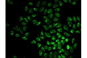 Immunofluorescence (IF) image for anti-Vimentin (VIM) (AA 1-200) antibody (ABIN3016292) (Vimentin antibody  (AA 1-200))