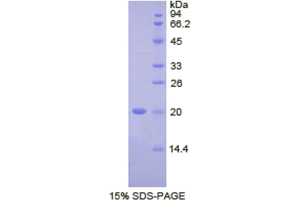 FCGBP Protein