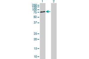 Western Blot analysis of DBR1 expression in transfected 293T cell line by DBR1 MaxPab polyclonal antibody. (DBR1 antibody  (AA 1-544))