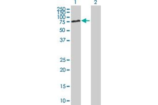 DBR1 antibody  (AA 1-544)