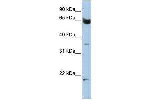 Western Blotting (WB) image for anti-Homeobox and Leucine Zipper Encoding (HOMEZ) antibody (ABIN2459136) (HOMEZ antibody)