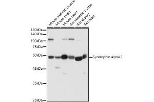 Western blot analysis of extracts of various cell lines, using Syntrophin alpha 1 antibody (ABIN7270692) at 1:500 dilution.