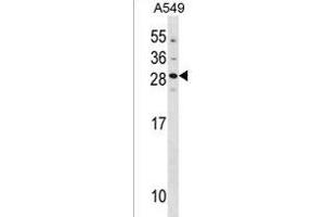 GUCA1B Antibody (N-term) (ABIN1881399 and ABIN2838420) western blot analysis in A549 cell line lysates (35 μg/lane). (GUCA1B antibody  (N-Term))