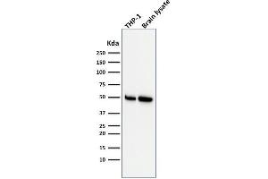 Western Blot Analysis of THP-1 cell and human Brain tissue lysate using ATG5 Mouse Monoclonal Antibody (ATG5/2553).