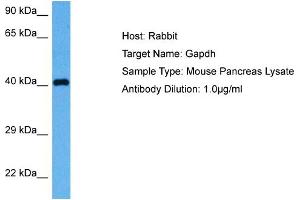 Host: Rabbit Target Name: GAPDH Sample Tissue: Mouse Pancreas Antibody Dilution: 1ug/ml (GAPDH antibody  (Middle Region))
