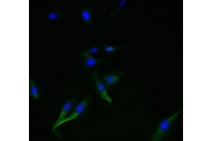 Immunofluorescent analysis of Hela cells using ABIN7169852 at dilution of 1:100 and Alexa Fluor 488-congugated AffiniPure Goat Anti-Rabbit IgG(H+L) (SMIM14 antibody  (AA 1-49))