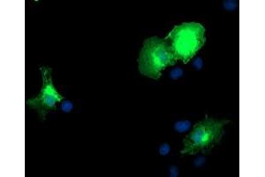 Anti-DOK2 mouse monoclonal antibody (ABIN2454864) immunofluorescent staining of COS7 cells transiently transfected by pCMV6-ENTRY DOK2 (RC207621). (DOK2 antibody)