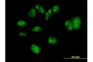 Immunofluorescence of purified MaxPab antibody to FBXW7 on HeLa cell. (FBXW7 antibody  (AA 1-627))