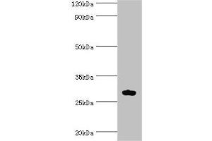 Western blot All lanes: ATF1 antibody at 10 μg/mL + Mouse liver tissue Secondary Goat polyclonal to rabbit IgG at 1/10000 dilution Predicted band size: 30, 16 kDa Observed band size: 30 kDa (AFT1 antibody  (AA 1-210))