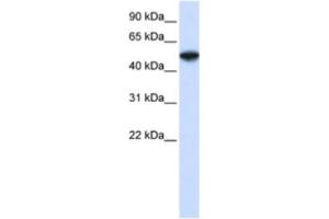 Western Blotting (WB) image for anti-COP9 Constitutive Photomorphogenic Homolog Subunit 2 (Arabidopsis) (COPS2) antibody (ABIN2460887) (COPS2 antibody)