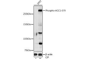 Western blot analysis of extracts of 293T cells, using Phospho--S79 antibody (ABIN3020066, ABIN3020067, ABIN3020068 and ABIN1681361) at 1:1000 dilution. (Acetyl-CoA Carboxylase alpha antibody  (pSer79))