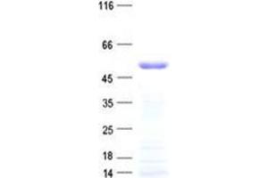 Validation with Western Blot (ZNF19 Protein (His tag))