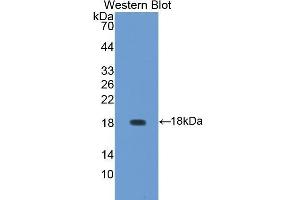 Western Blotting (WB) image for anti-Aggrecan (ACAN) (AA 34-147) antibody (ABIN1857940)