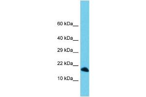 Host: Rabbit Target Name: C3orf36 Sample Type: 721_B Whole Cell lysates Antibody Dilution: 1. (C3ORF36 antibody  (C-Term))