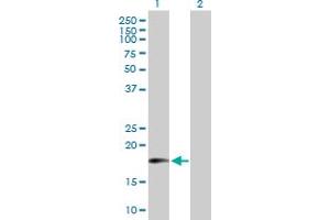 Western Blot analysis of MTRF1 expression in transfected 293T cell line by MTRF1 MaxPab polyclonal antibody. (MTRF1 antibody  (AA 1-151))