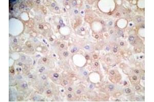 Human liver tissue was stained by Rabbit Anti-FGF-21 (26-47) (H) Antibody (FGF21 antibody  (AA 26-47))
