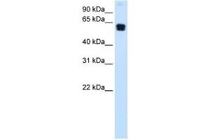 DOK1 antibody (70R-10511) used at 0. (DOK1 antibody  (C-Term))