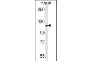 CRUM2 Antibody (C-term) (ABIN651911 and ABIN2840450) western blot analysis in mouse heart tissue lysates (15 μg/lane).