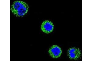 Immunofluorescence (IF) image for anti-CD1e (CD1e) antibody (ABIN3004387) (CD1e antibody)