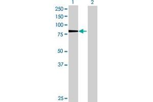 Western Blot analysis of KIF3A expression in transfected 293T cell line by KIF3A MaxPab polyclonal antibody. (KIF3A antibody  (AA 1-702))