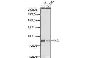 Western blot analysis of extracts of various cell lines, using HSL antibody (ABIN7268277) at 1:1000 dilution. (LIPE antibody  (AA 900-1000))