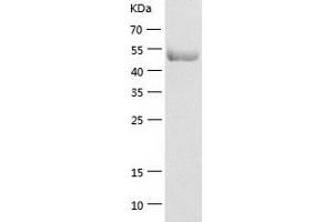 Western Blotting (WB) image for Eukaryotic Translation Elongation Factor 1 gamma (EEF1G) (AA 1-437) protein (His tag) (ABIN7122832) (EEF1G Protein (AA 1-437) (His tag))