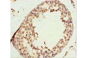 Immunohistochemistry of paraffin-embedded human testis tissue using ABIN7157773 at dilution of 1:100 (L2HGDH antibody  (AA 1-220))