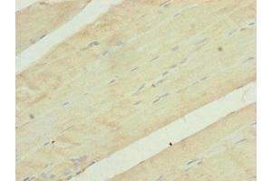 Immunohistochemistry of paraffin-embedded human skeletal muscle tissue using ABIN7149112 at dilution of 1:100 (UQCRC1 antibody  (AA 1-63))