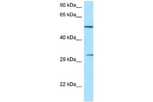 WB Suggested Anti-NCR1 Antibody Titration: 1. (NCR1 antibody  (C-Term))